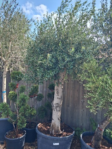 Olive tree standard approx - olive,