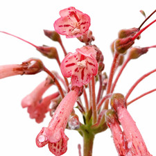 Sinningia rupicola SEEDS -