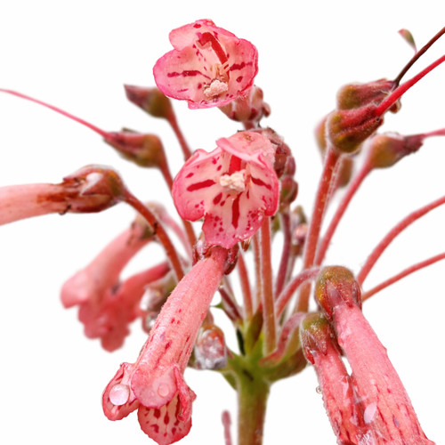 Sinningia rupicola seeds - rupicola,