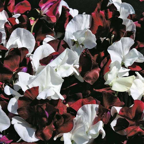 Sweet pea hardy - hardy, seeds