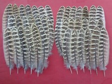 50 Hen Pheasant Wing Feathers 5" - 6" - UK Sourced