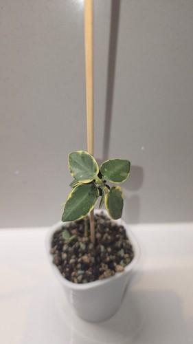 Hoya cummingiana albo - albo, –