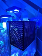 Mushroom / Anemone / Coral