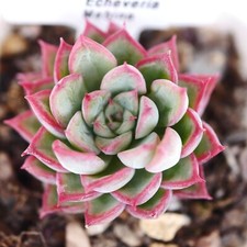 Echeveria Mebina 4 cm rooted plant, Vibrant rosette succulents, Rare Succulent