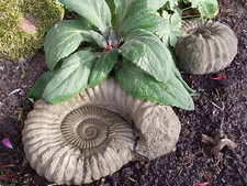 STONE GARDEN SET OF 2 AMMONITE