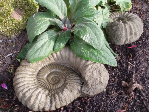 Stone garden set ammonite - 2,