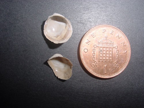 Rare bartonian eocene - 2,