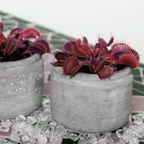 Venus flytrap dionaea - venus,