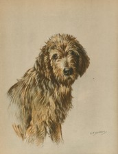 OTTERHOUND LOVELY ORIGINAL OLD