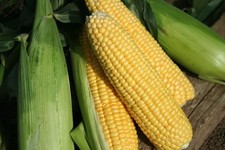Sweet Corn Goldcrest F1 Pack