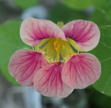 Thompson & Morgan Nasturtium