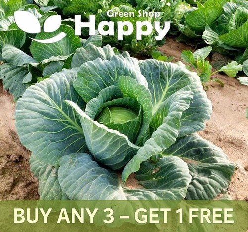 Vegetable seeds cabbage polar - vegetable,