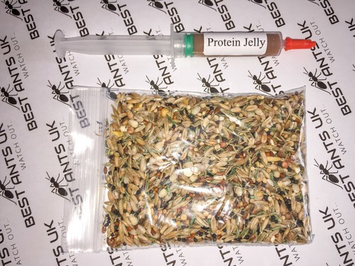 Live queen ant food jelly - live,
