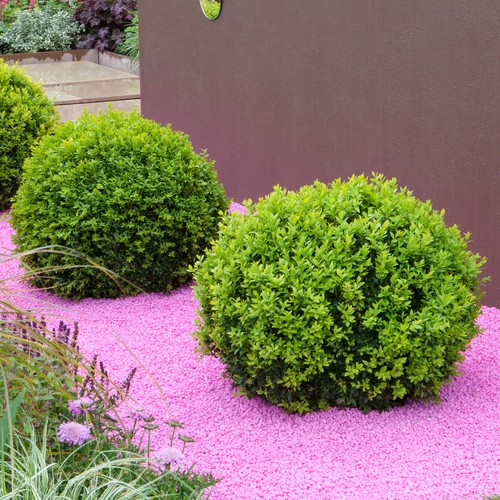 Buxus ball shrub - shrub, 40cm
