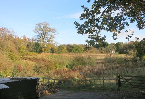 Photo overgrown field - a2,