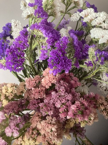Dried statice limonium - dried, statice/limonium/mixed