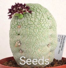 Pseudolithos eylensis  S eeds