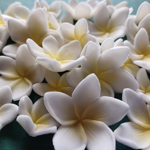 Piece pulmaria frangipani - 30,