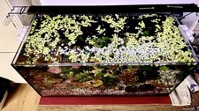 130L Freshwater Aquarium –  Setup with Fish, External UV Filter & Accessories