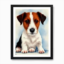 Parson Russell Terrier 4