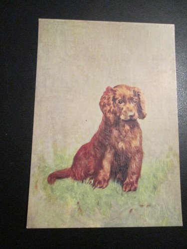 Postcard the sussex - postcard, spaniel