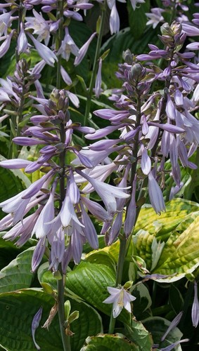 Large litre pot hosta - pot,