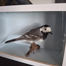  Taxidermy pied wagtail