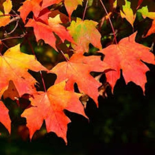 Sugar maple tree seeds - maple,