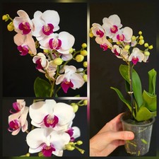 Phalaenopsis White Pink Lip. 1