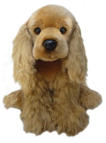 English cocker spaniel - cocker,