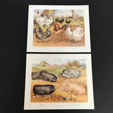 Poultry & Swine Art Prints x 2 Chickens Cockerels Pigs Farmyard Country Decor