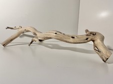 Manzanita Driftwood, Reptile