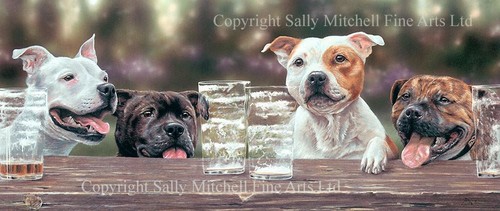 Staffordshire bull terrier - bull,