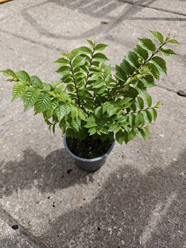 Ulmus hollandica jacqueline - ulmus,