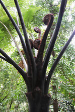 Cyathea medullaris. Black Tree