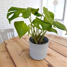Monstera deliciosa (Swiss