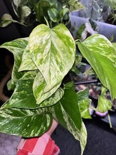 Epipremnum pinnatum Marble