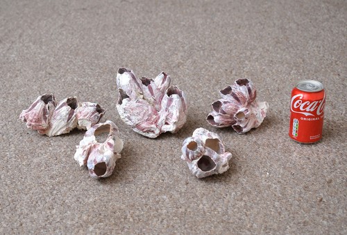 Real purple barnacle - purple,
