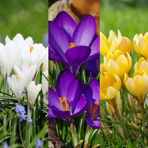 Crocus spring bulb mix - spring,