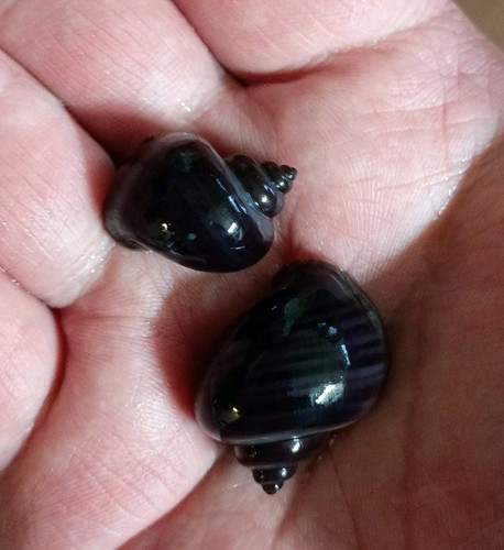 Purple mystery - 2, (premium)