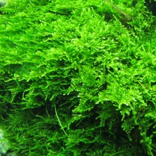 Christmas Moss Live Aquarium