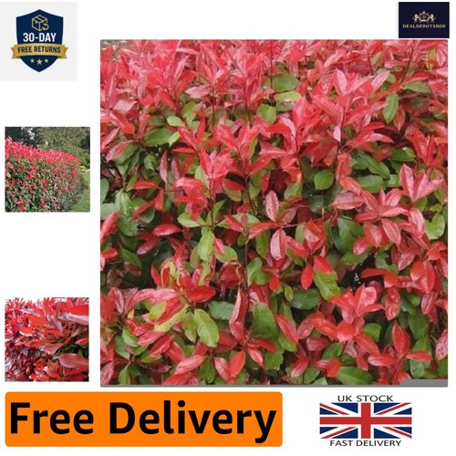 Photinia red robin - photinia,