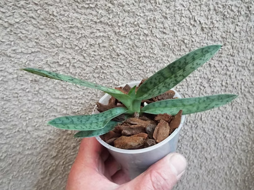 Rare paphiopedilum callosum - rare,