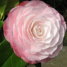 Camellia Desire 2 Litre Pink /