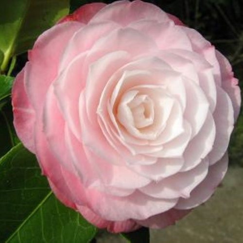 Camellia desire pot - 2l,