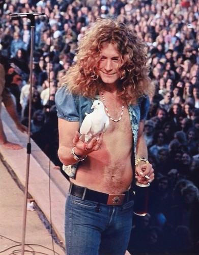 Robert plant smiling 8x10 - robert,