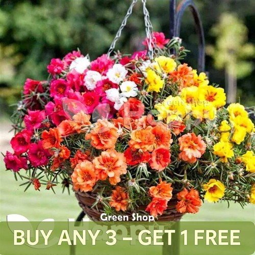 Moss rose double 3500 seeds - moss,
