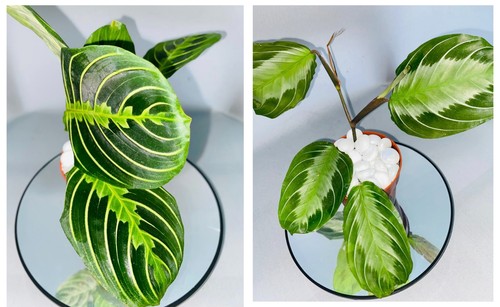 Maranta plants - maranta, (selection)