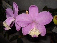 Cattleya loddigesii 'Caliman