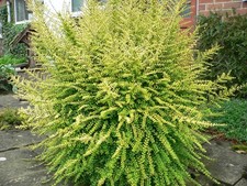 Lonicera Nitida Baggesen's Gold Box Honeysuckle Low Hedging Shrub Multiple Sizes